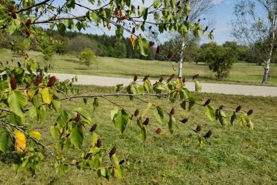 Betula lenta (Sweet Birch), fruit, mature