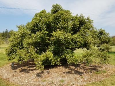 Betula nigra 'Little King' (FOX VALLEY® River Birch), habit, summer