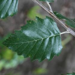 Betula nigra (River Birch), leaf, upper surface