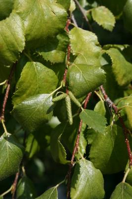 Betula occidentalis (Water Birch), bud, flower, staminate