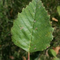 Betula nigra (River Birch), leaf, upper surface