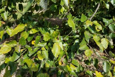 Betula nigra 'Little King' (FOX VALLEY® River Birch), leaf, fall