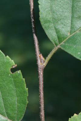 Betula papyrifera (Paper Birch), bud, lateral