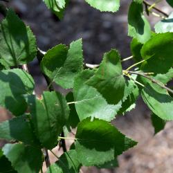 Betula pendula (European White Birch), leaf, summer