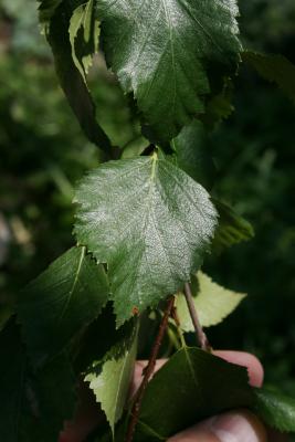 Betula occidentalis (Water Birch), leaf, upper surface