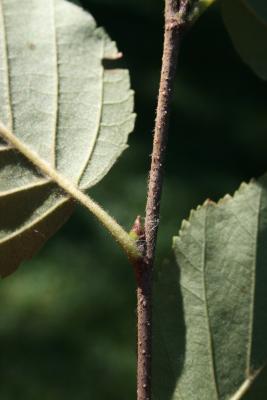 Betula papyrifera (Paper Birch), bud, lateral