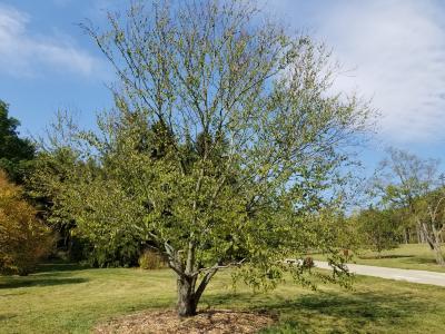 Betula lenta (Sweet Birch), habit, summer