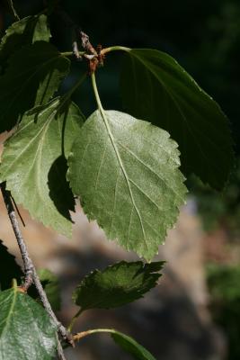 Betula occidentalis (Water Birch), leaf, lower surface