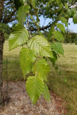 Betula nigra 'BNMTF' (DURA-HEAT® River Birch), leaf, summer