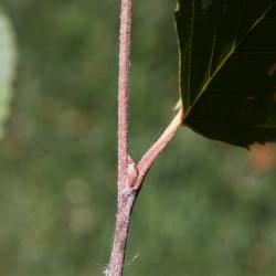Betula nigra (River Birch), bud, lateral