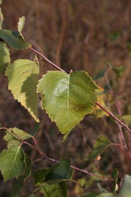 Betula papyrifera (Paper Birch), leaf, fall