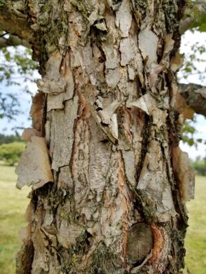 Betula nigra 'BNMTF' (DURA-HEAT® River Birch), bark, mature