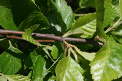 Betula nigra 'Little King' (FOX VALLEY® River Birch), bark, twig