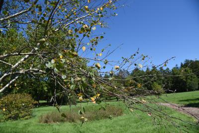 Betula pubescens (Moor Birch), habit, fall