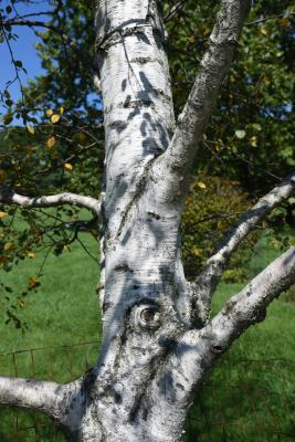 Betula pubescens (Moor Birch), bark, trunk