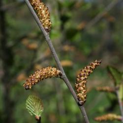 Betula pumila (Bog Birch), flower, staminate