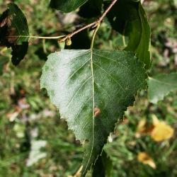 Betula populifolia (Gray Birch), leaf, summer