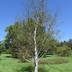 Betula pubescens (Moor Birch), habit, fall