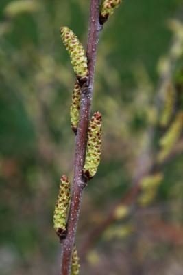 Betula pumila (Bog Birch), flower, staminate