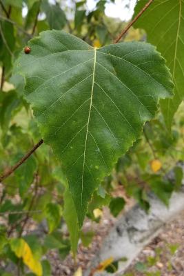Betula populifolia 'Whitespire' (Whitespire Gray Birch), leaf, upper surface