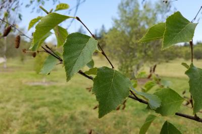 Betula turkestanica (Turkestan Birch), leaf, summer