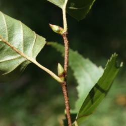 Betula populifolia (Gray Birch), bud, terminal, bud, lateral