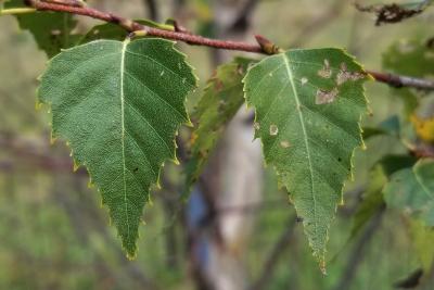 Betula platyphylla 'Fargo' (DAKOTA PINNACLE® Asian White Birch PP10963), leaf, upper surface