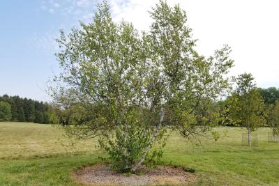 Betula populifolia 'Whitespire' (Whitespire Gray Birch), habit, summer