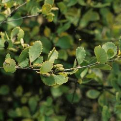 Betula pumila (Bog Birch), fruit, immature, leaf, summer