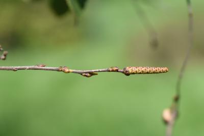 Betula pubescens (Moor Birch), inflorescence, staminate