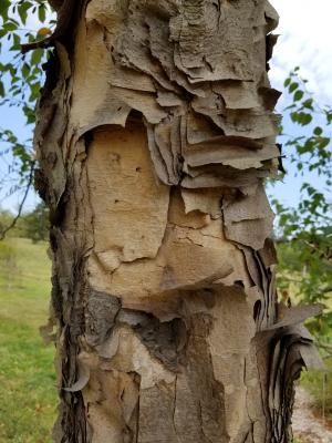Betula turkestanica (Turkestan Birch), bark, mature