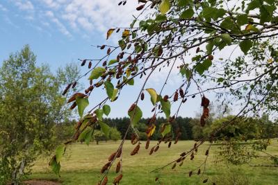 Betula turkestanica (Turkestan Birch), habit, fall