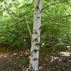 Betula pubescens (Moor Birch), bark, mature