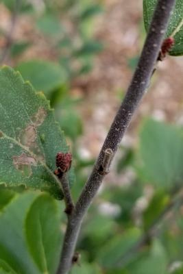 Betula pumila (Bog Birch), bark, twig