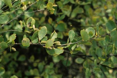 Betula pumila (Bog Birch), fruit, immature, leaf, summer