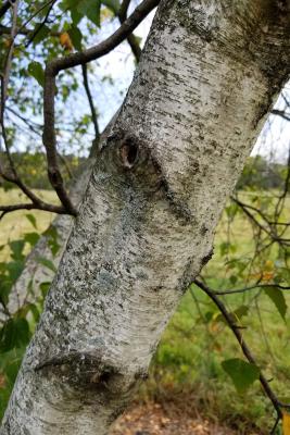 Betula populifolia 'Whitespire' (Whitespire Gray Birch), bark, mature
