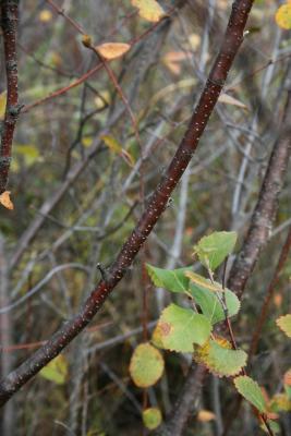 Betula pumila (Bog Birch), bark, mature