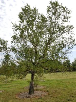 Betula turkestanica (Turkestan Birch), habit, fall