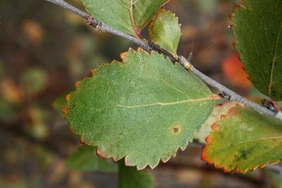 Betula pumila (Bog Birch), leaf, upper surface