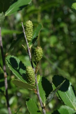 Betula pumila (Bog Birch), fruit, immature
