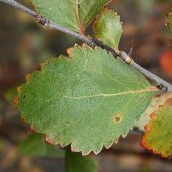 Betula pumila (Bog Birch), leaf, upper surface