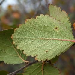 Betula pumila (Bog Birch), leaf, lower surface
