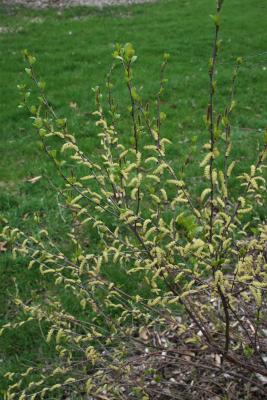 Betula pumila (Bog Birch), habit, spring