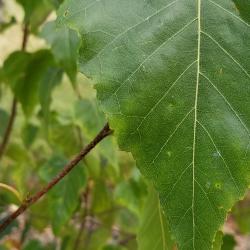 Betula populifolia 'Whitespire' (Whitespire Gray Birch), leaf, margin