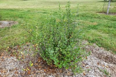 Betula pumila (Bog Birch), habit, summer