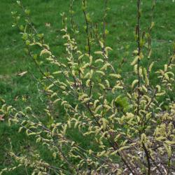 Betula pumila (Bog Birch), habit, spring