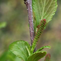 Betula pumila (Bog Birch), flower, pistillate