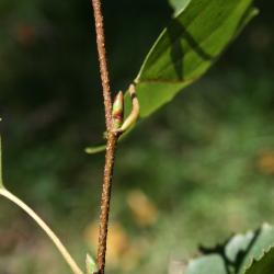 Betula populifolia (Gray Birch), bud, lateral