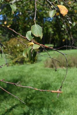 Betula pubescens (Moor Birch), bark, twig