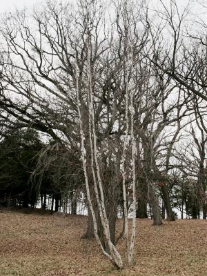 Betula populifolia (Gray Birch), habit, winter